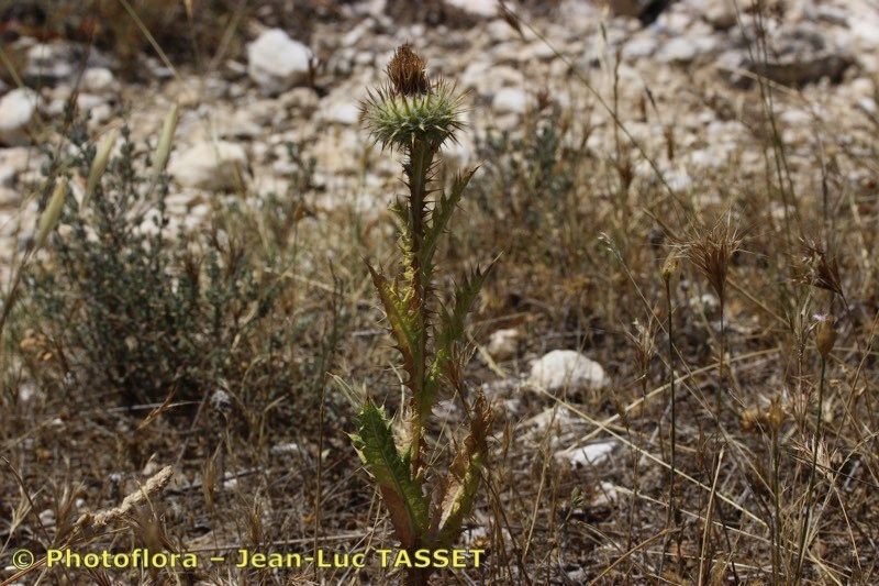 Onopordum eriocephalum habit