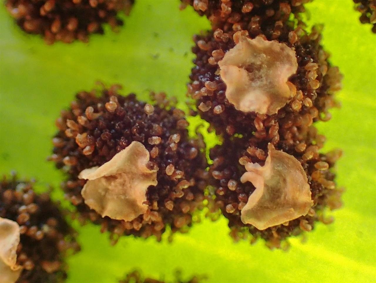 Dryopteris sieboldii fruit