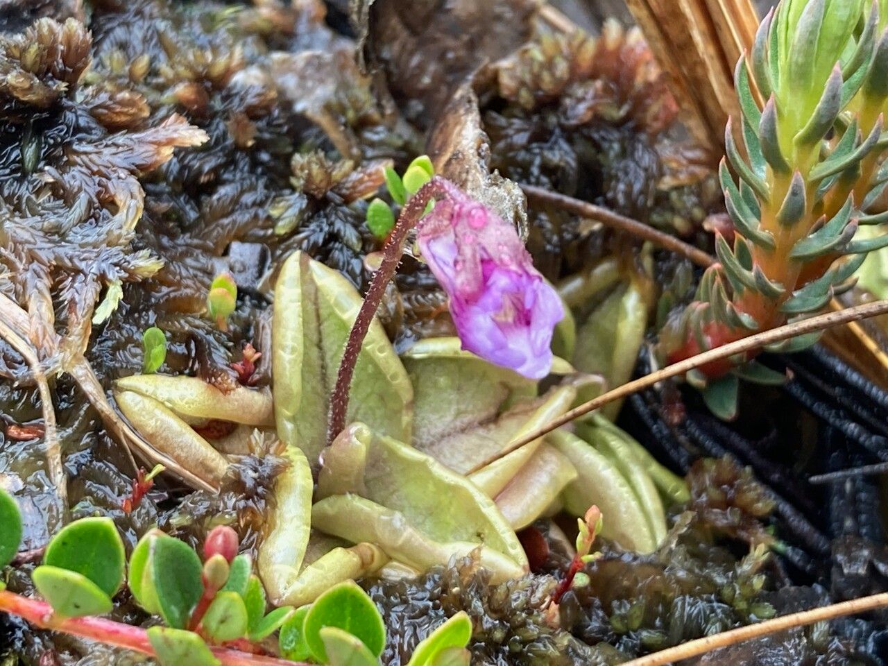 Pinguicula calyptrata habit