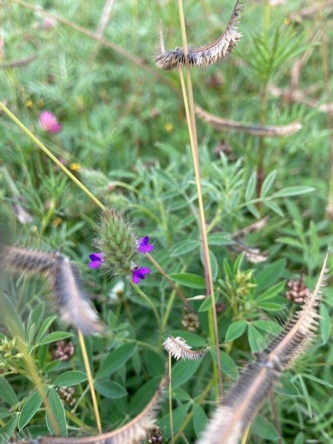 Dalea humilis flower