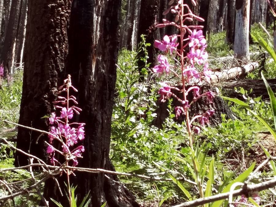 Corallorhiza mertensiana flower