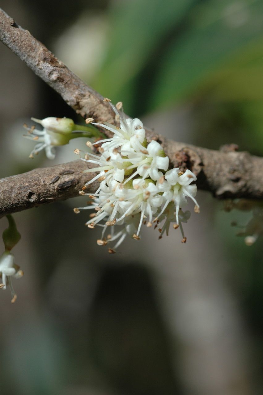 Pycnandra petiolata flower