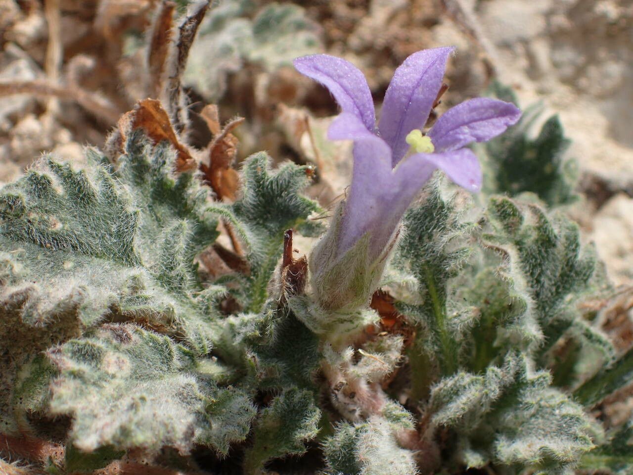 Campanula topaliana flower