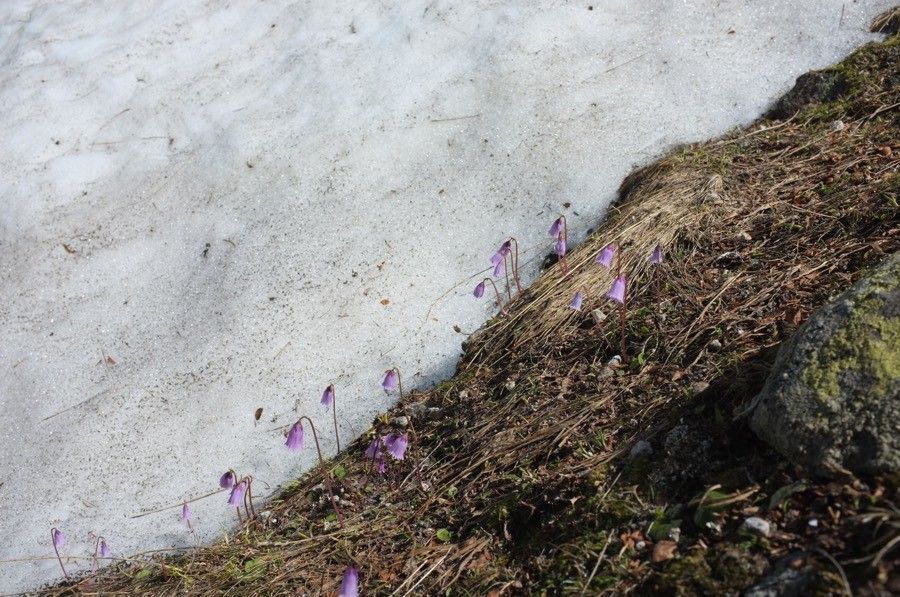 Soldanella pusilla habit
