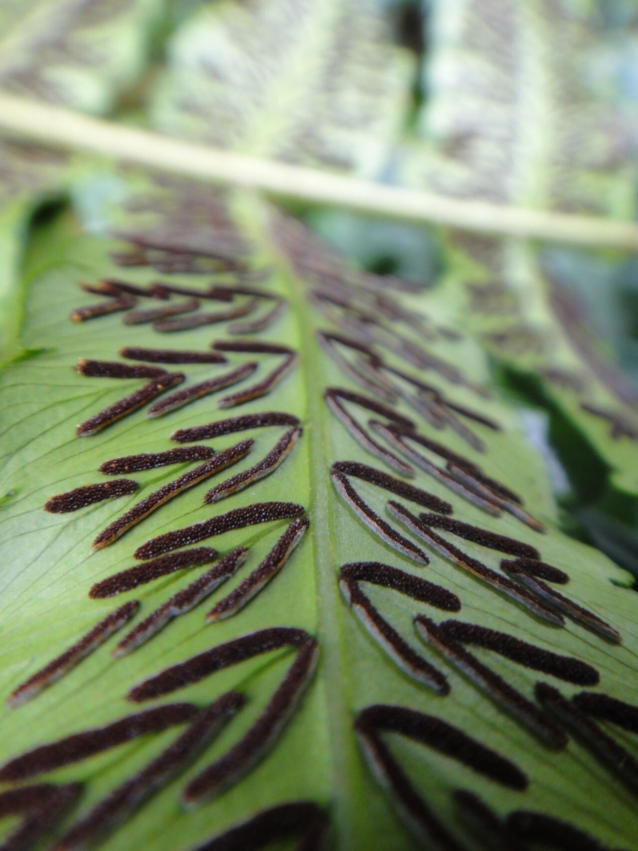 Diplazium echinatum — houseplant care guide