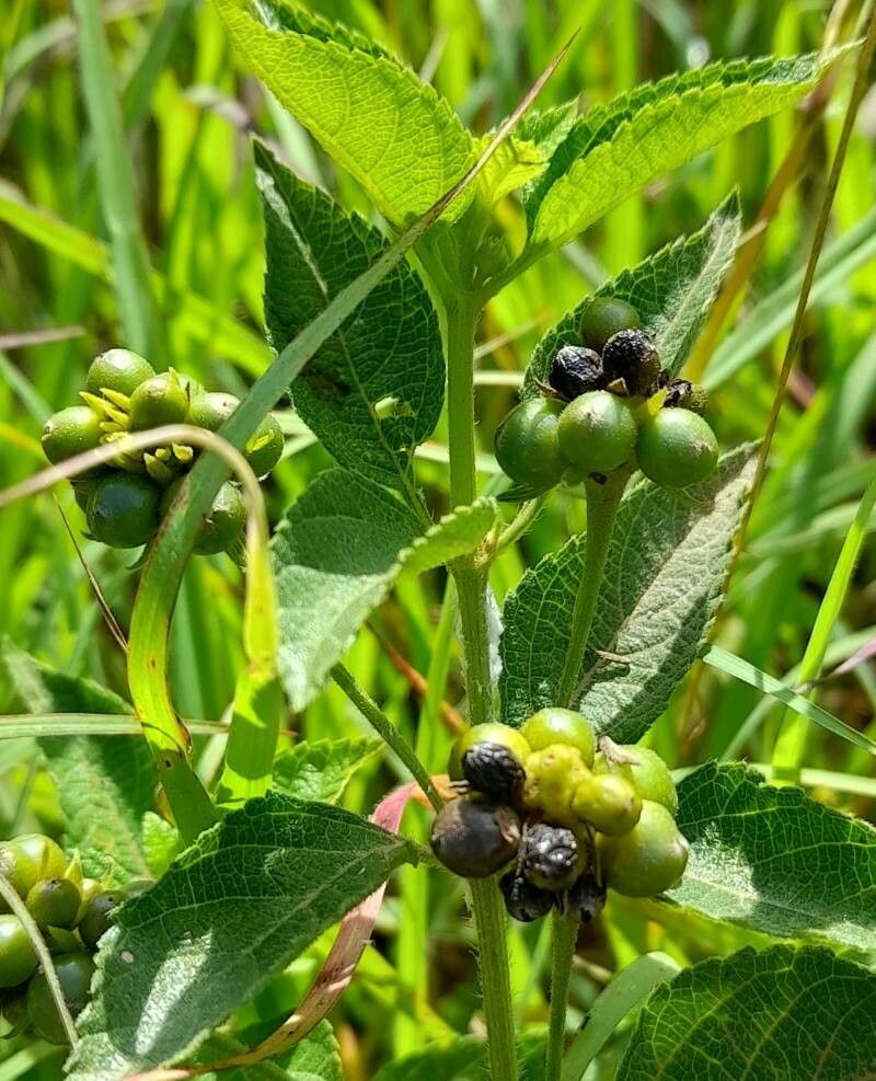 Lantana involucrata fruit