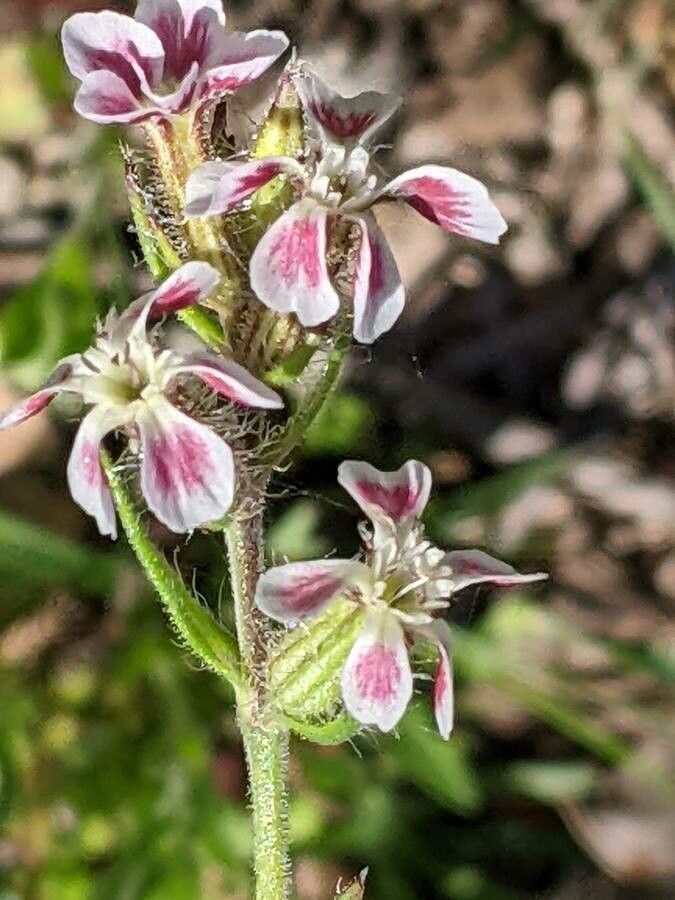 Silene gallica flower