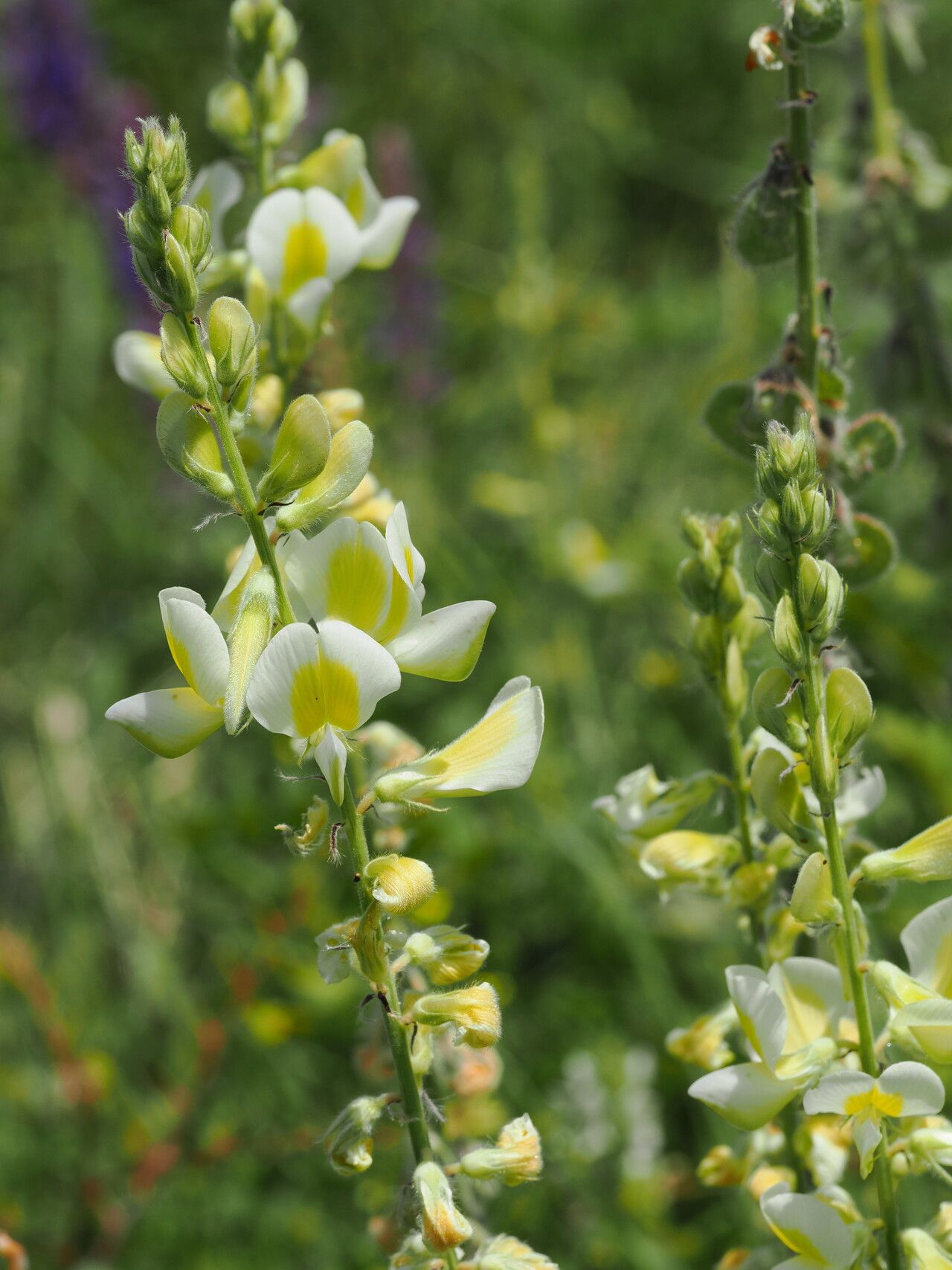 Onobrychis radiata flower