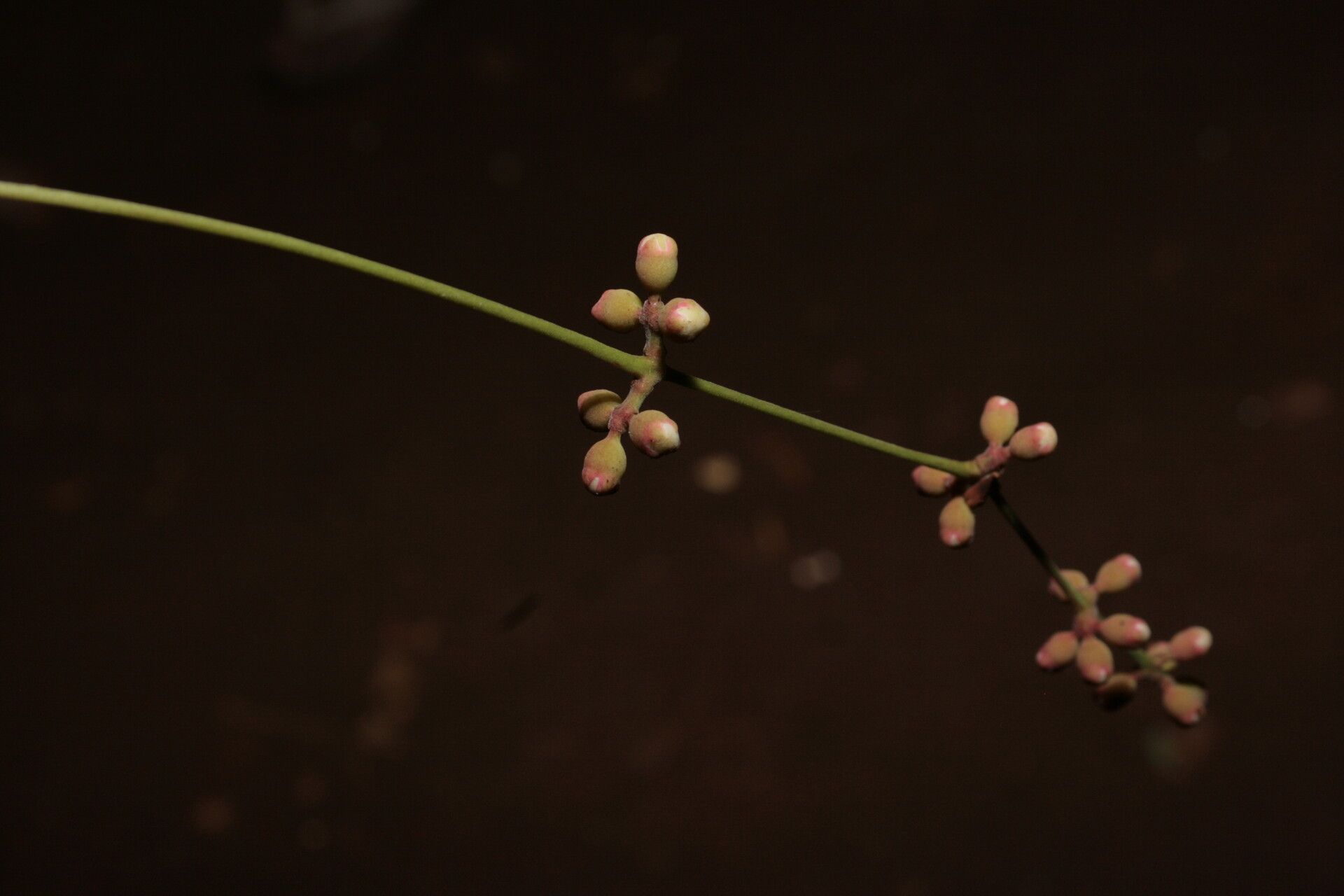 Syzygium longipes flower