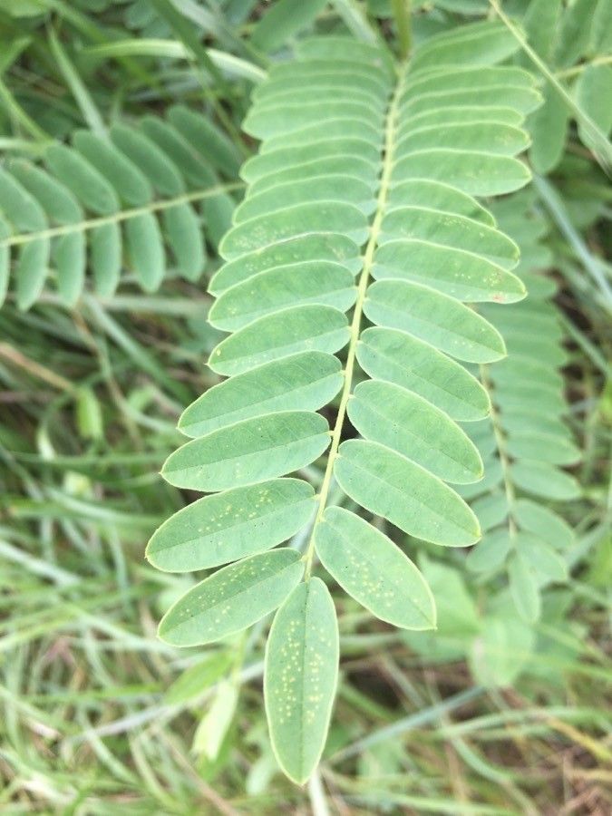 Astragalus canadensis — search result for 'Astragalus'