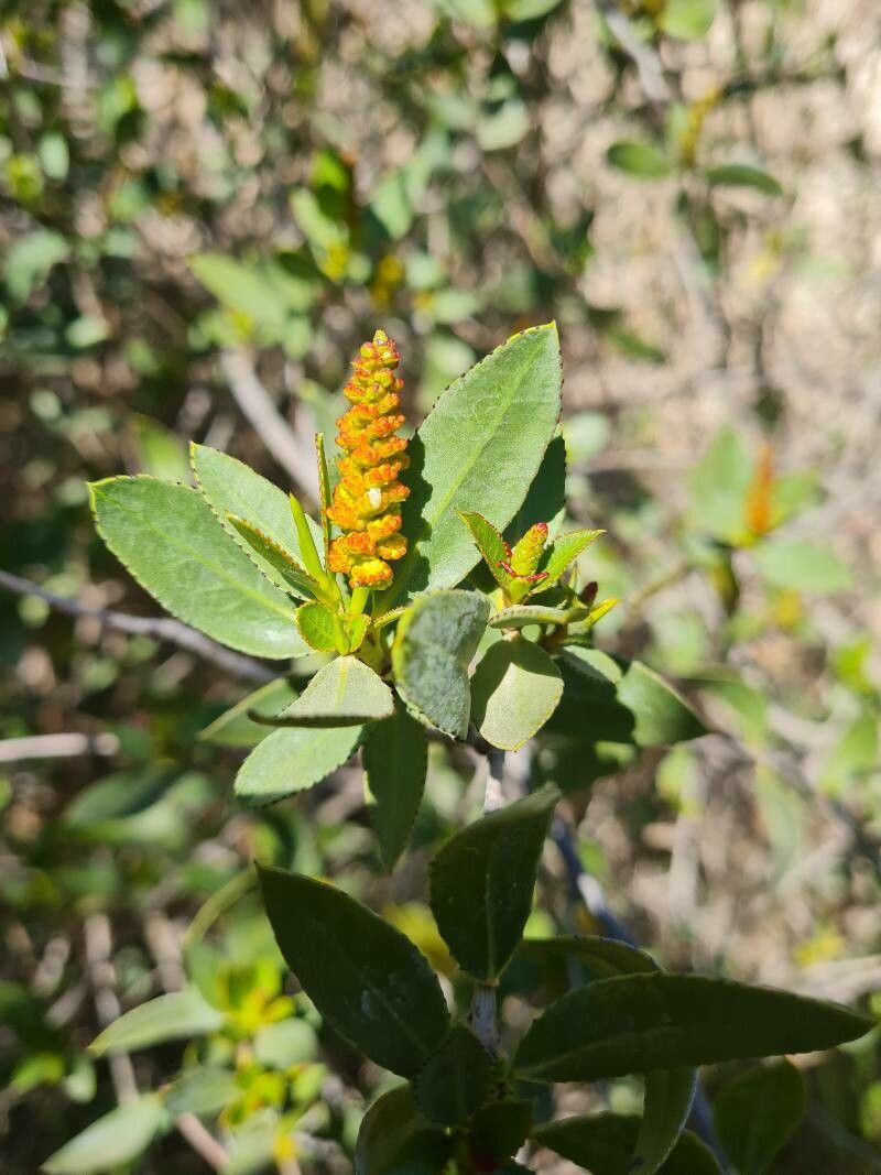 Colliguaja odorifera flower