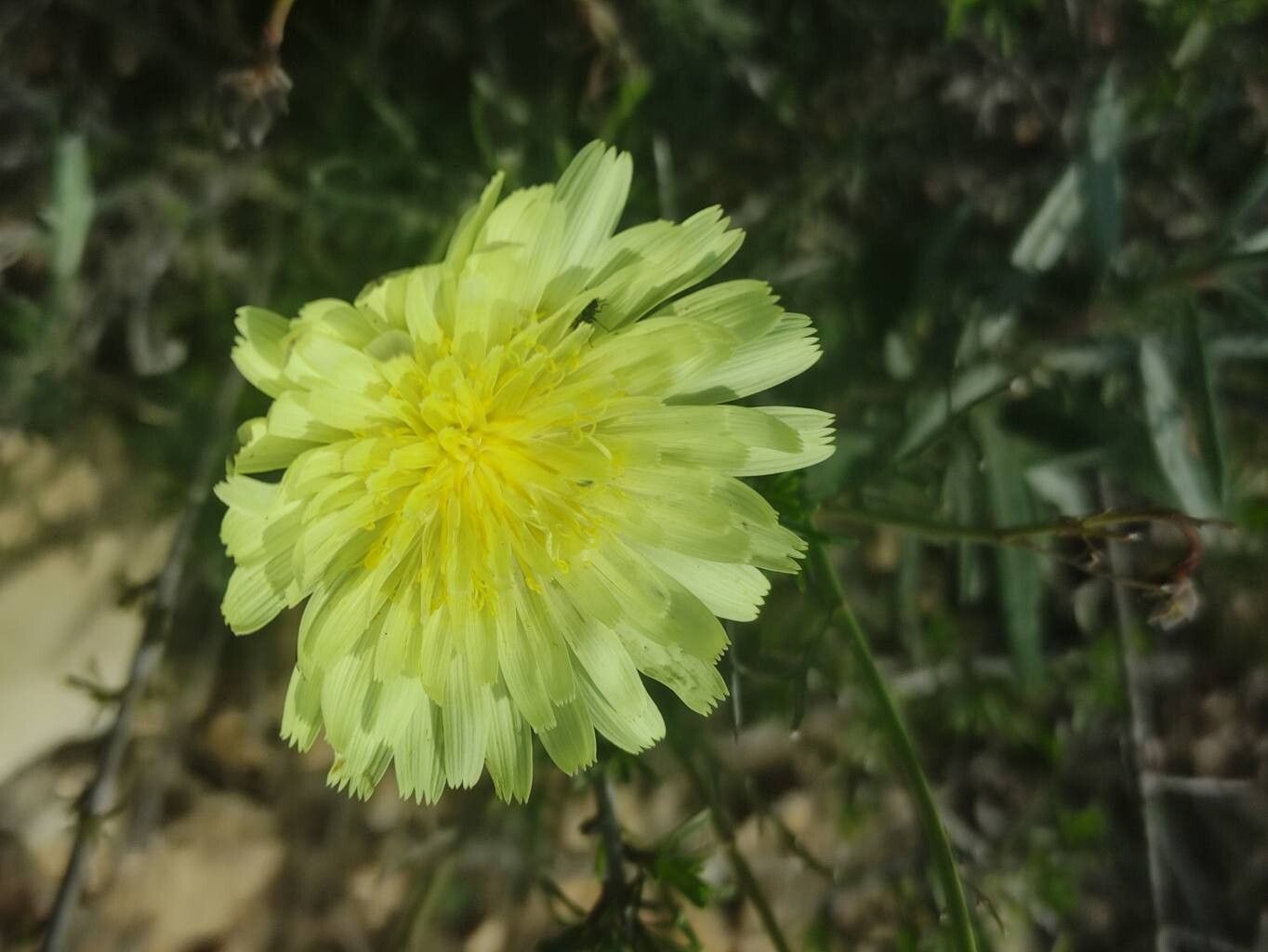 Launaea pumila flower