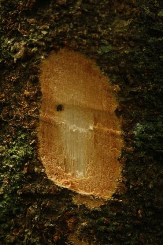 Inga nouragensis other