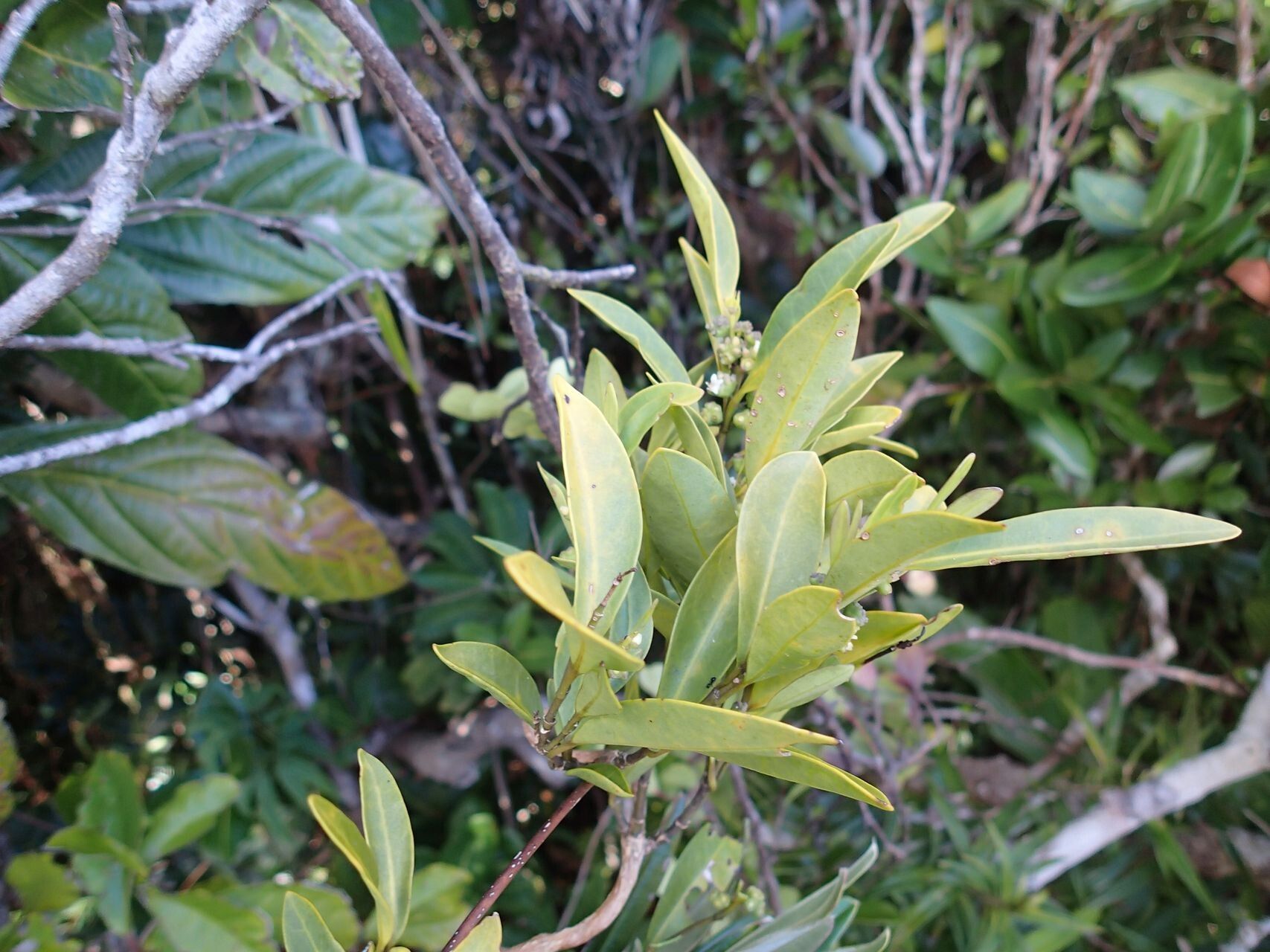 Gynochthodes phyllireoides habit