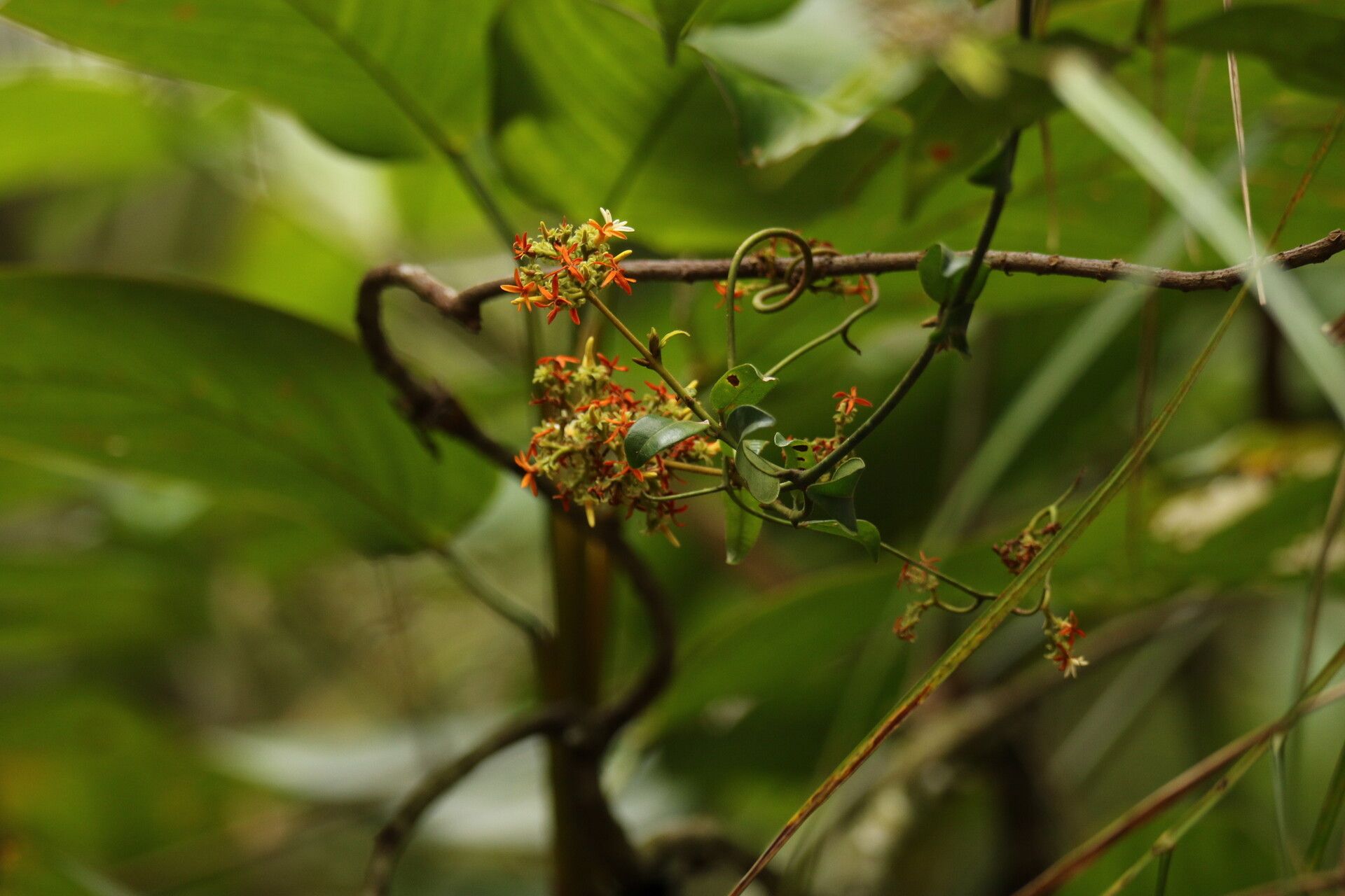 Landolphia angustisepala flower