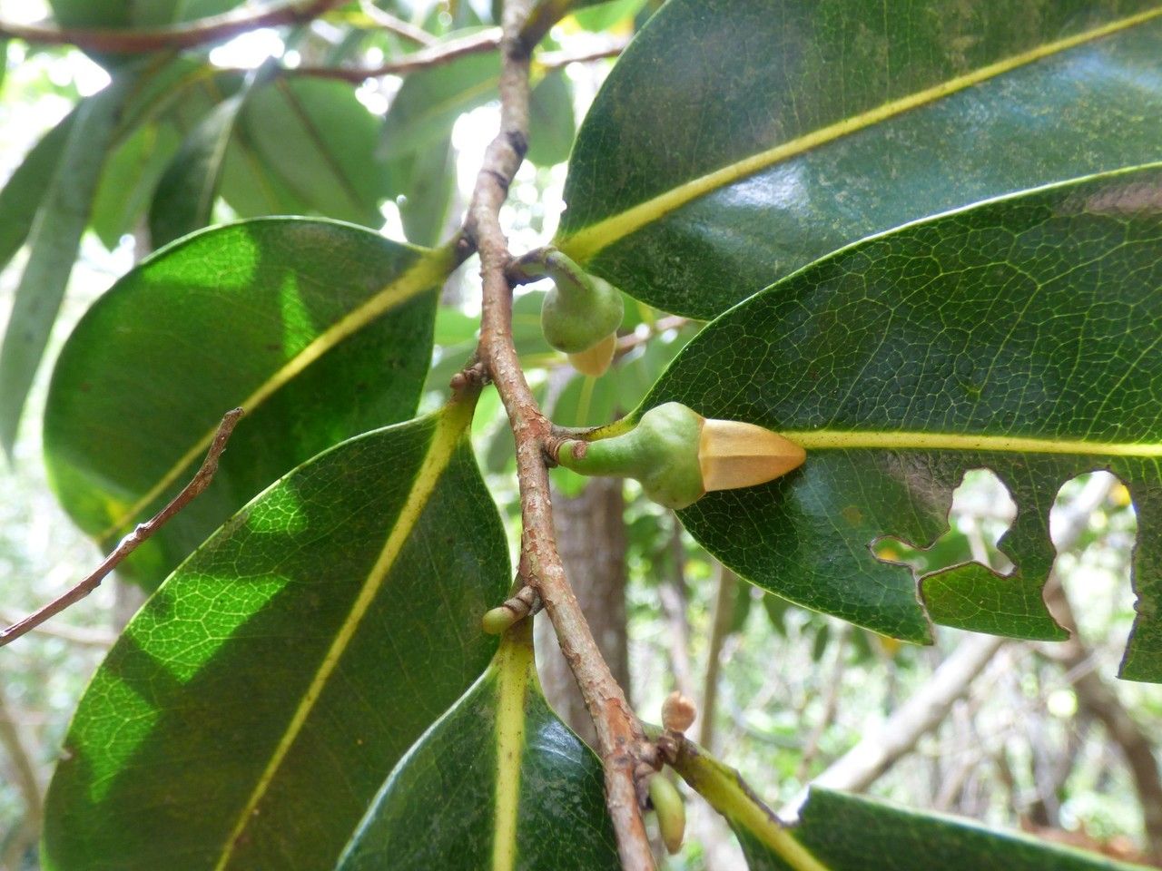 Xylopia richardii flower