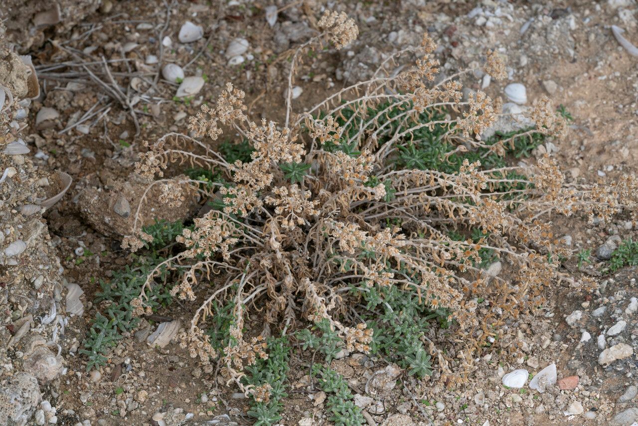 Achillea cretica flower