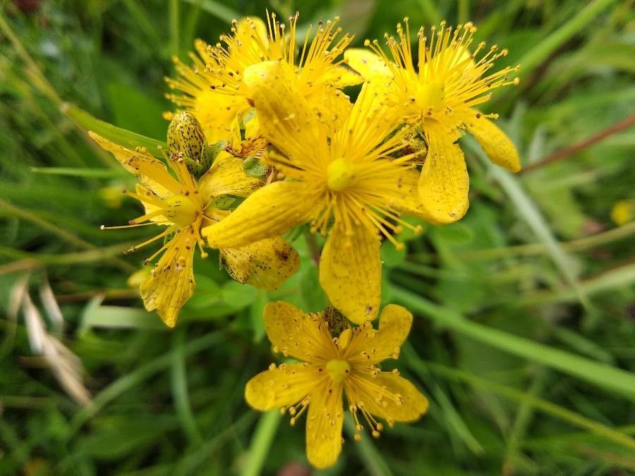 Hypericum montanum flower