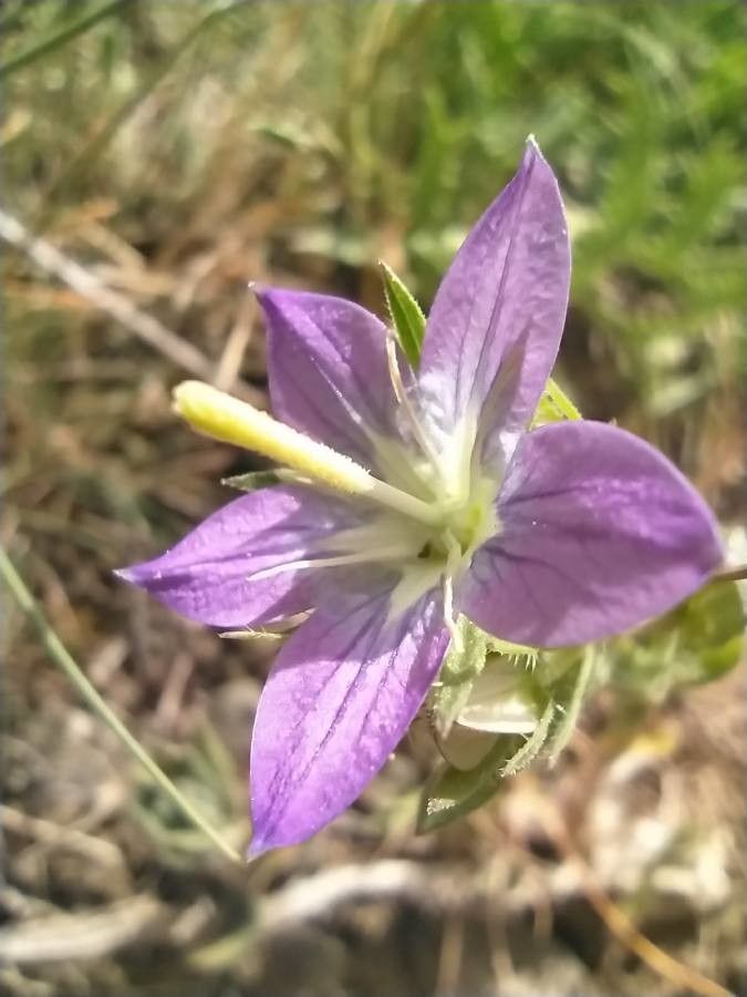 Legousia pentagonia flower