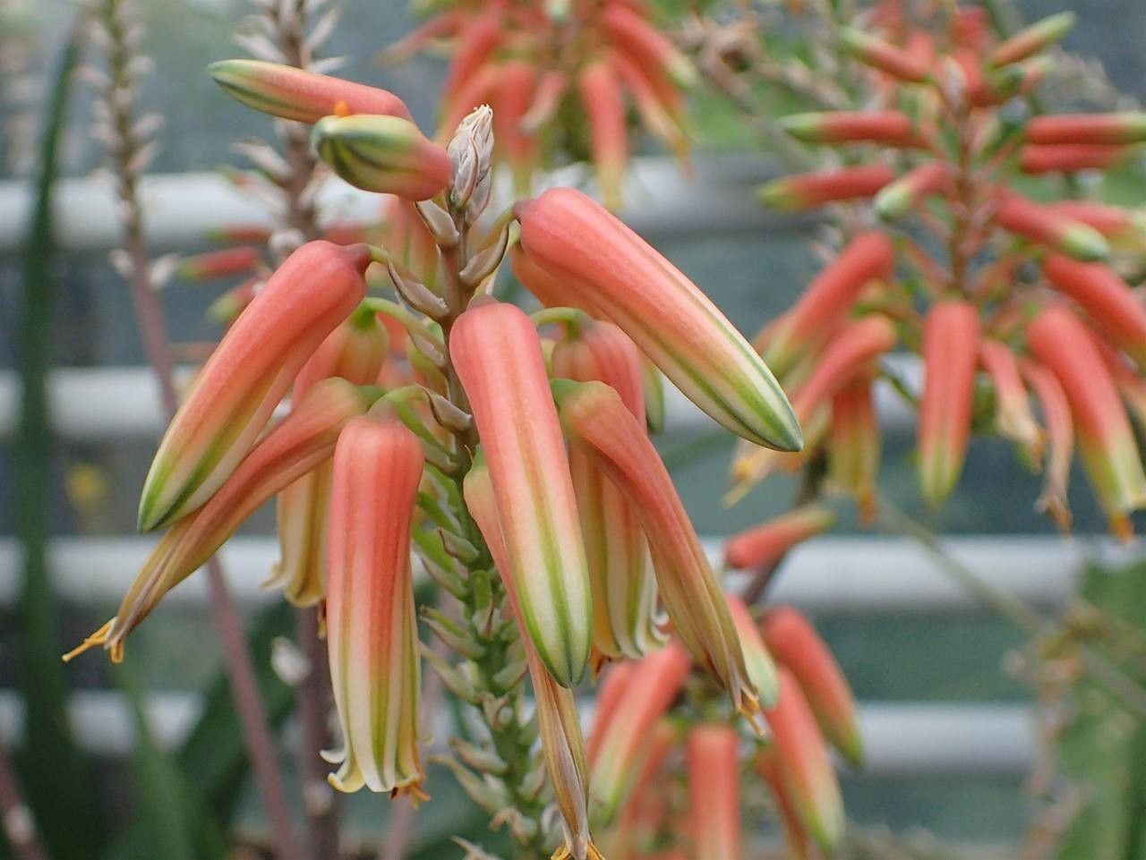 Aloe tomentosa fruit
