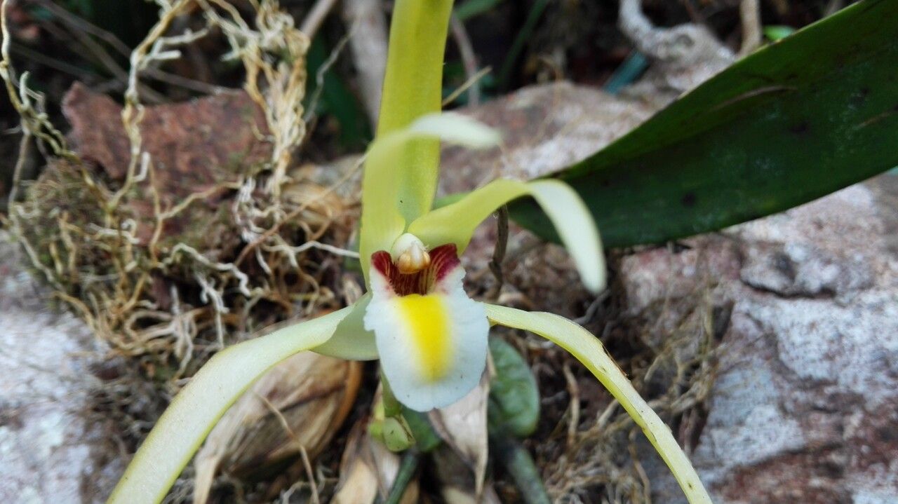 Maxillaria endresii — houseplant care guide