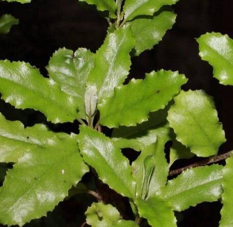 Brachyglottis perdicioides — search result for 'Brachyglottis'