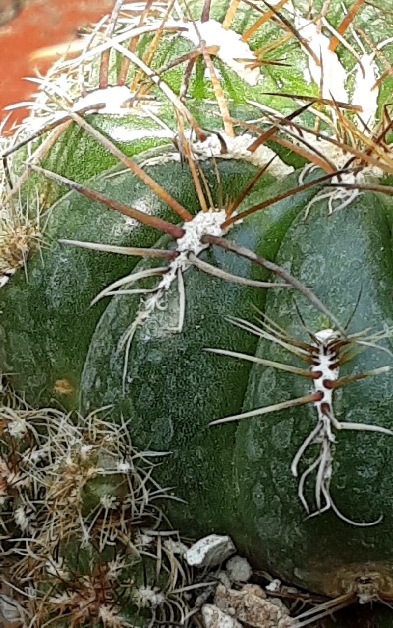 Matucana polzii flower