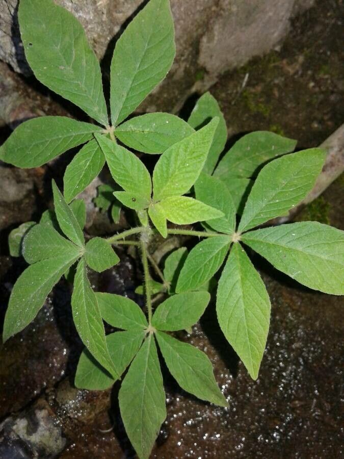 Polanisia uniglandulosa leaf