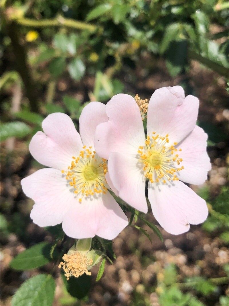Rosa deseglisei flower