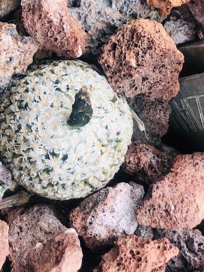 Turbinicarpus valdezianus — search result for 'Cactaceae'