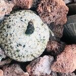 Turbinicarpus valdezianus