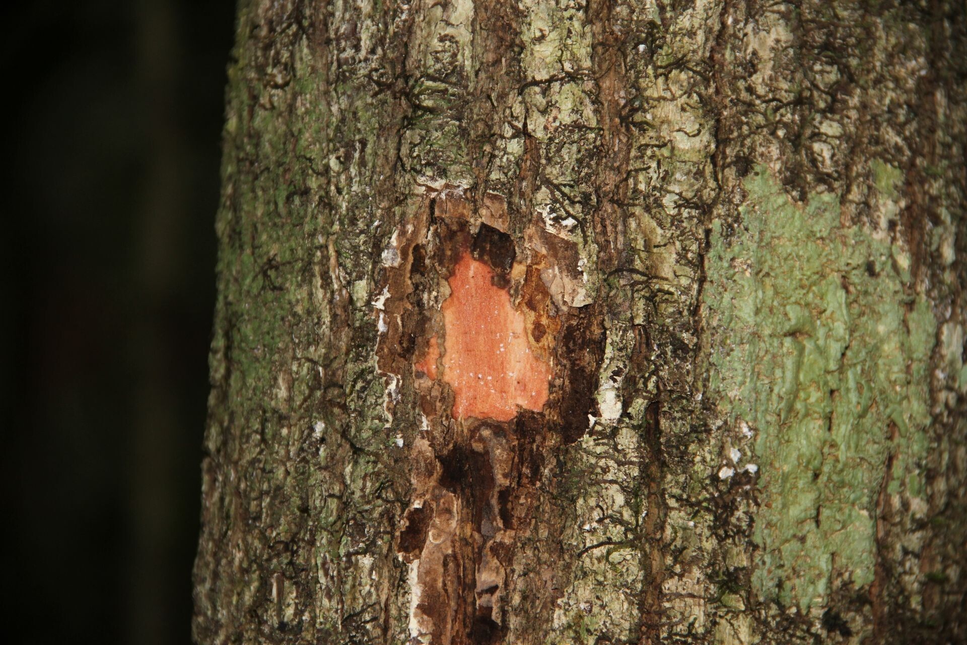 Pycnandra fastuosa bark