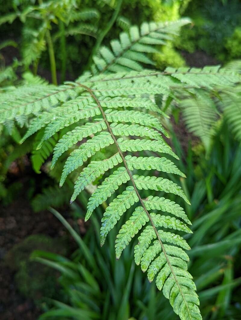 Alsophila setosa — houseplant care guide