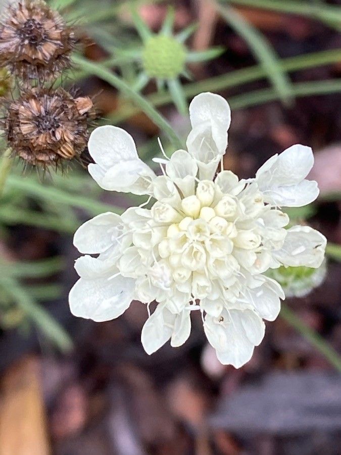 Scabiosa ochroleuca flower