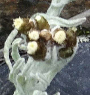 Belloa erythractis flower