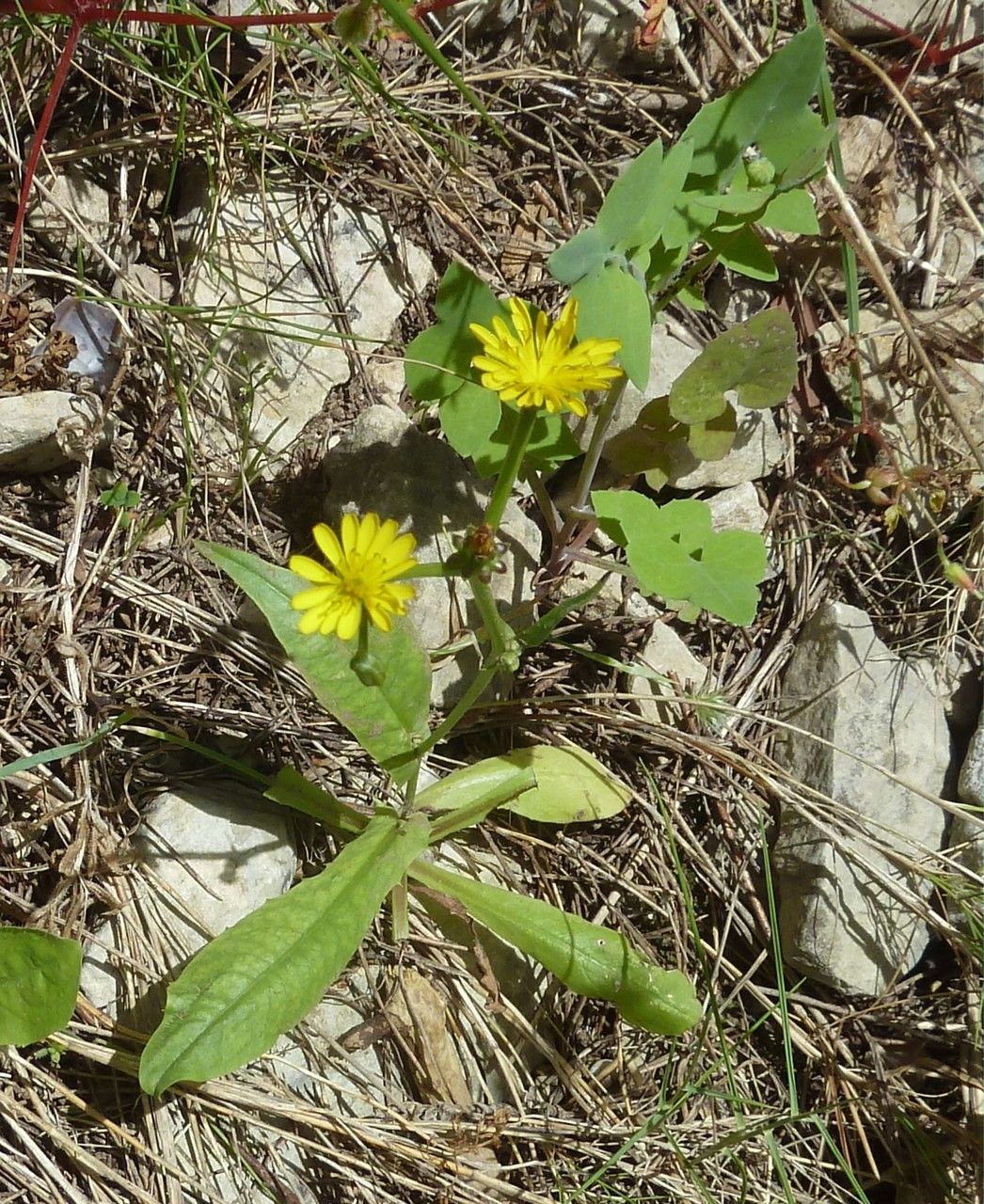 Crepis zacintha habit