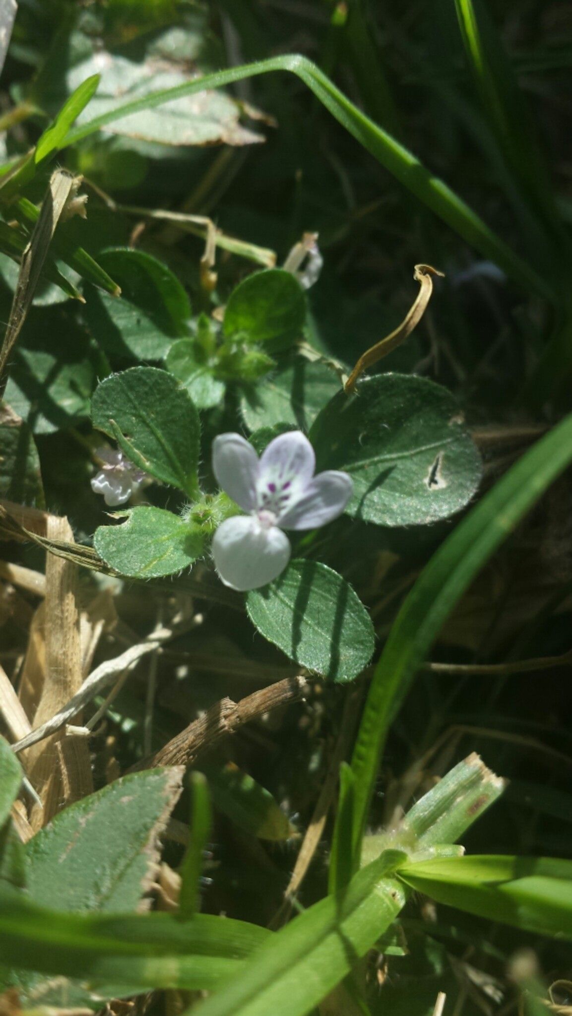 Hypoestes serpens flower