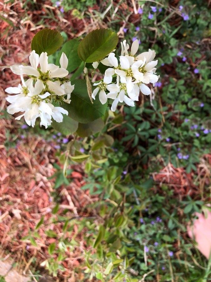 Amelanchier stolonifera — search result for 'Amelanchier'