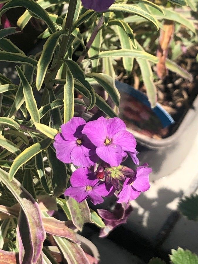 Erysimum scoparium flower