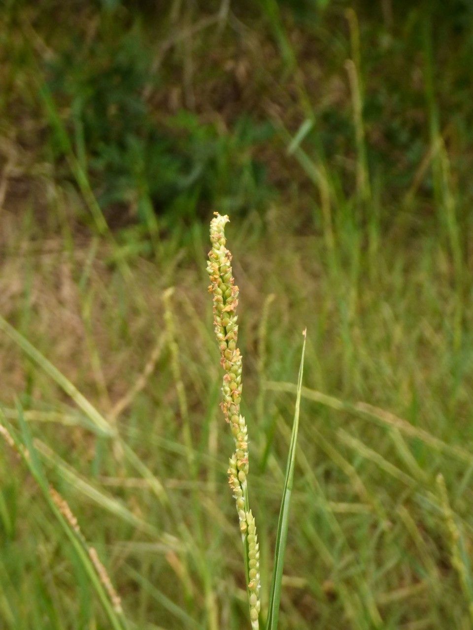 Setaria geminata flower