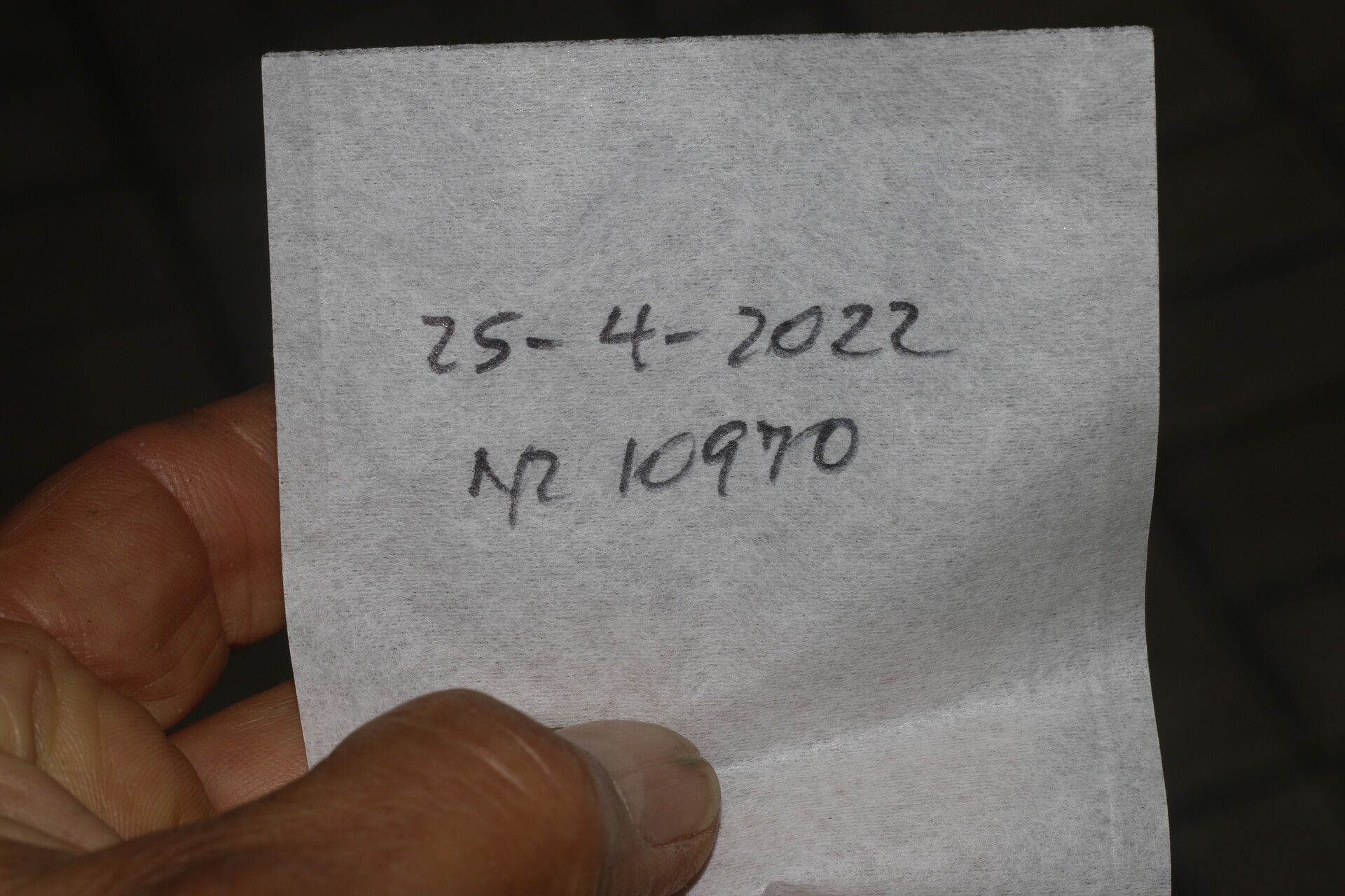 Viburnum venustum other