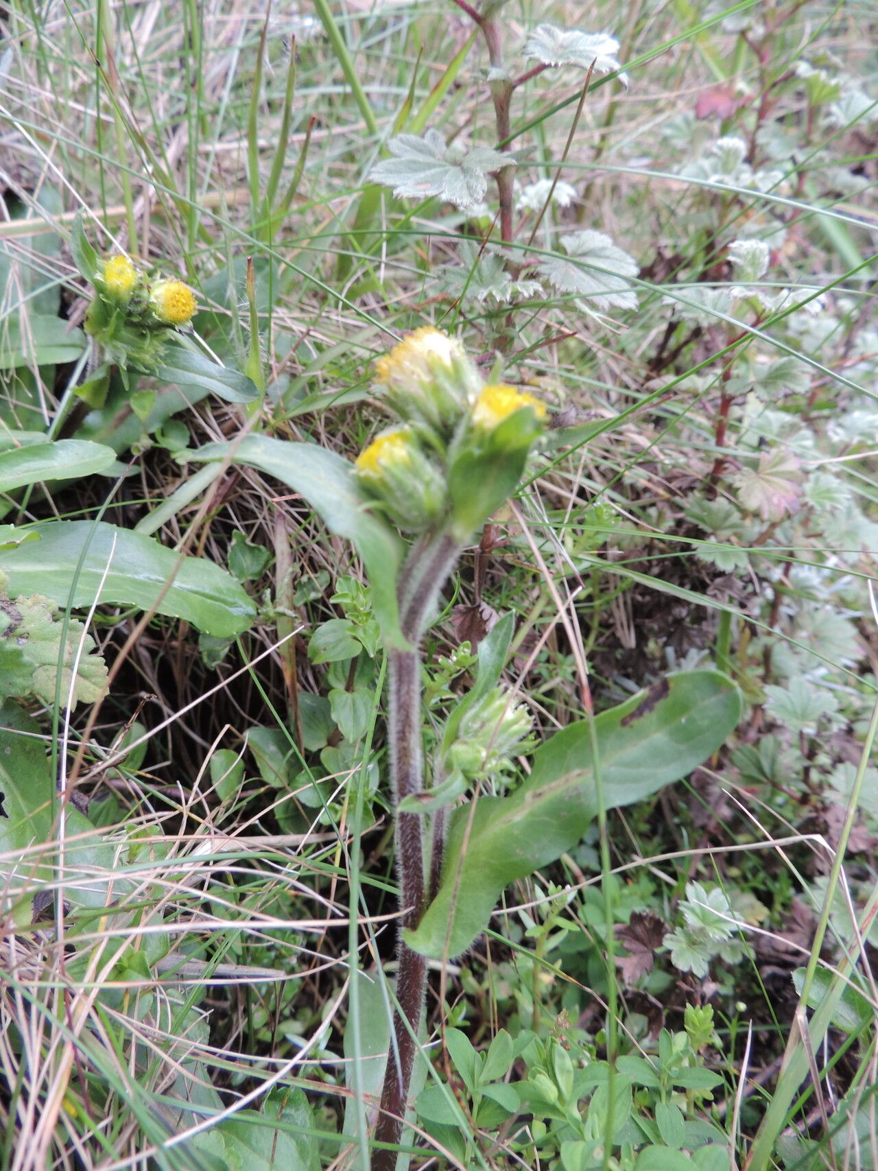 Eschenbachia subscaposa habit