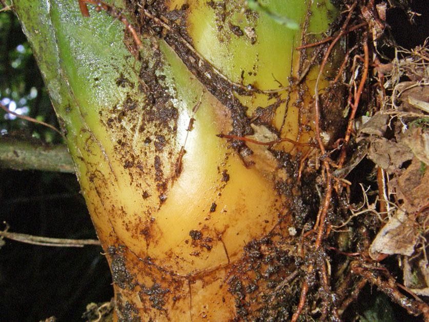 Asplundia longitepala bark