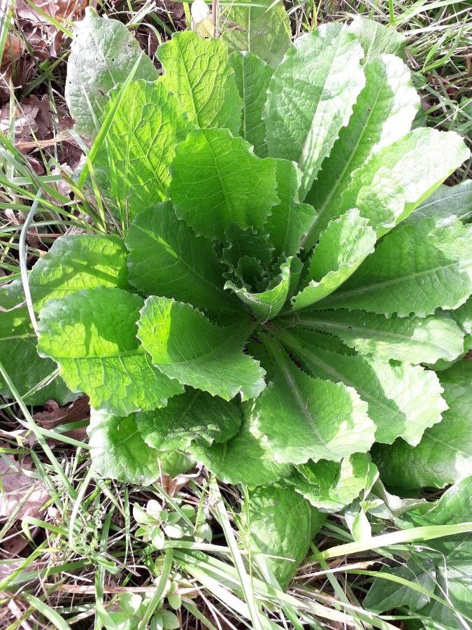 Lactuca virosa x Lactuca quercina — search result for 'Lactuca'