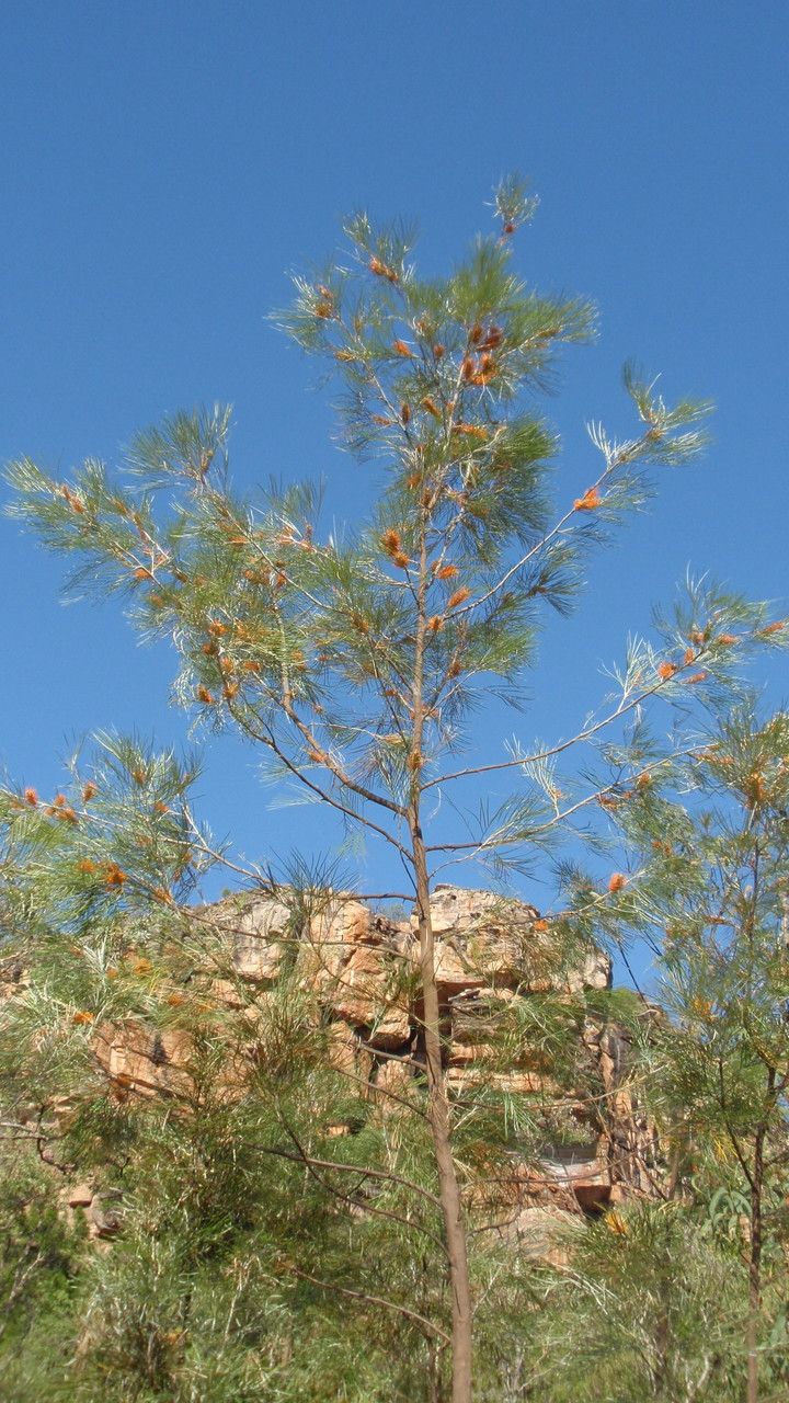 Grevillea pteridifolia flower