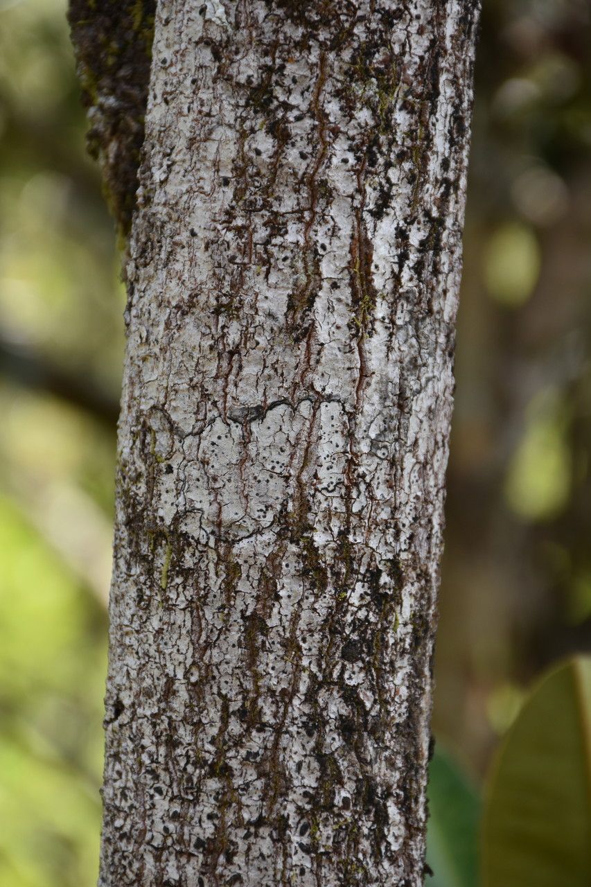 Labourdonnaisia glauca bark