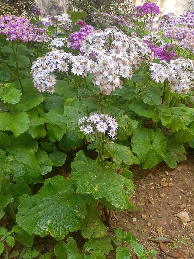 Pericallis steetzii habit