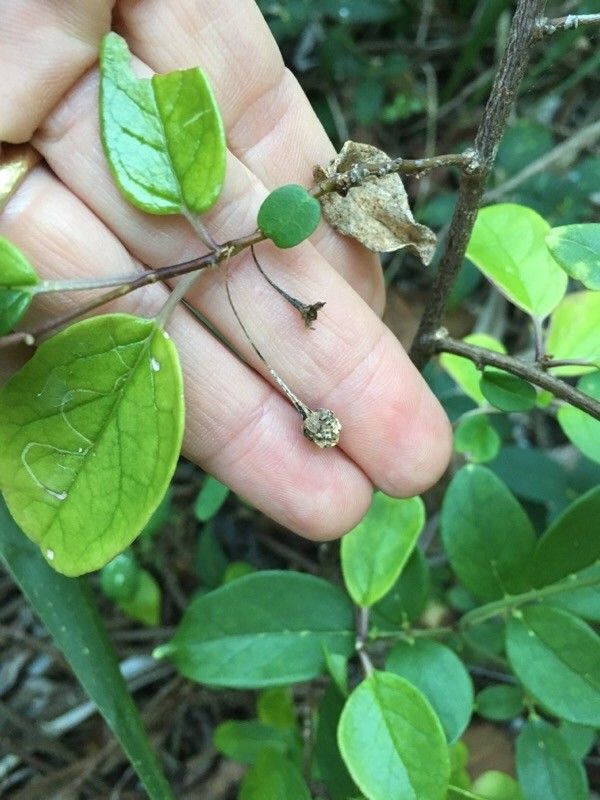 Solanum insulae-pinorum fruit