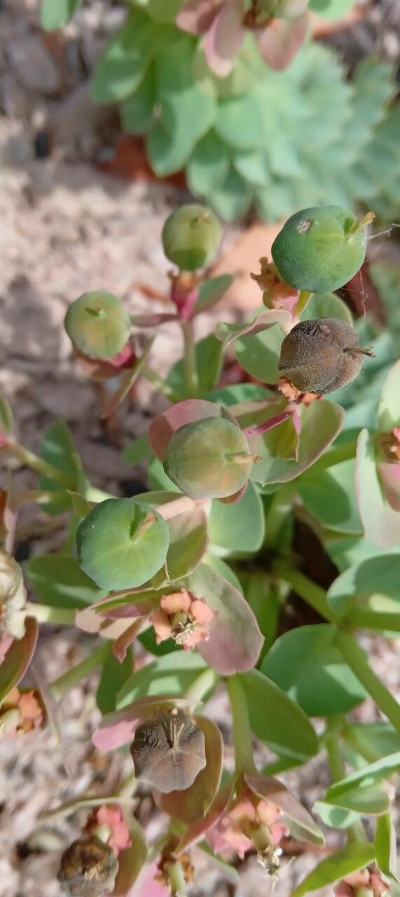 Euphorbia myrsinites fruit