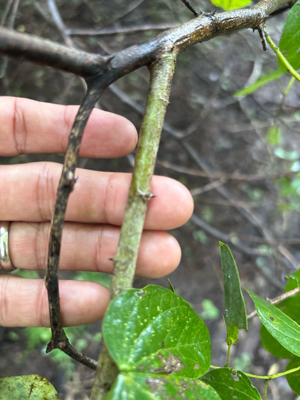 Bauhinia pauletia bark